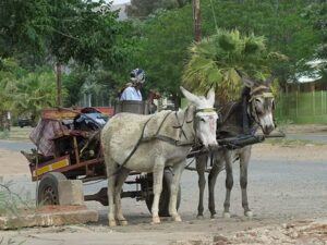 Donkey Cart sunset ride in Olifantshoek